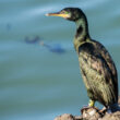 Cormoran huppé au Croisic